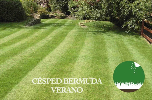 Imagen 1 de 6 de Semillas Césped Bermuda Ideal Verano - Canchas Jardines 25kg