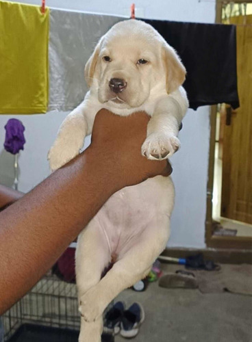 Imagen 1 de 2 de Vendo Este Hermoso Perro