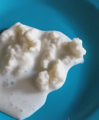 Imagen 1 de 3 de Nodulos De Kefir Listos Para Cosechar