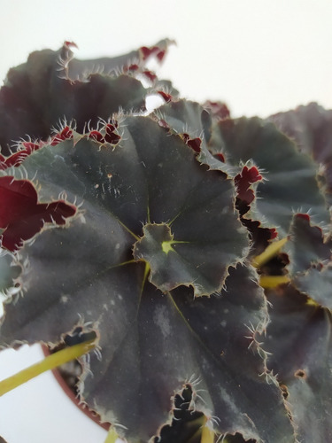 Begonia Negra - Planta De Interior O Exterior | Cuotas sin interés