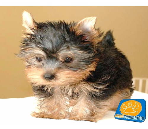 Yorkshire Terrier (yorkie), Divinos Cachorros Pedigree A Msi