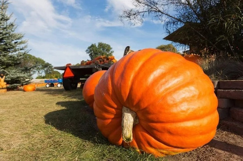 50 Semillas De Calabaza Gigante 1°