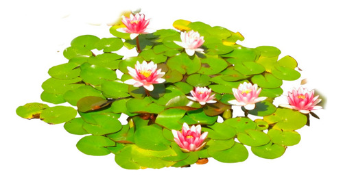 Planta Elodea Ficha Tecnica