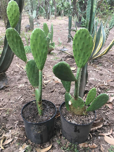 6 Pencas/planta Nopal Verdura 3 Niveles