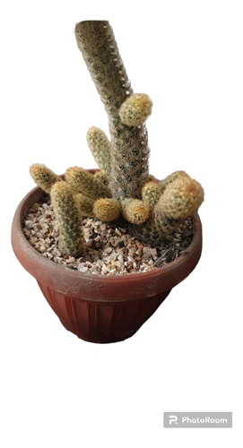Cactus Biznaga  Suculenta  + Regalo