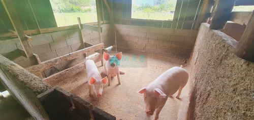 Imagem 30 de 30 de Lindo Sítio À Venda No Bairro São Luiz Em Apiúna Sc!! - Ru00003 - 69368760