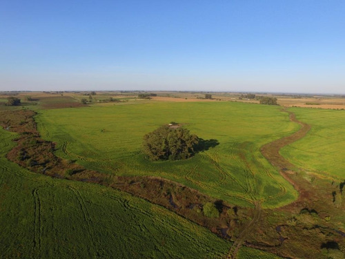 Imagen 2 de 6 de 130 Hectáreas Agrícolas En Gualeguaychú, A Pocos Metros Del Ripio.