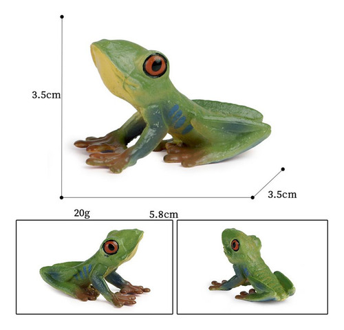 Modelo De Crescimento Do Sapo Do Ciclo Do Inseto Para