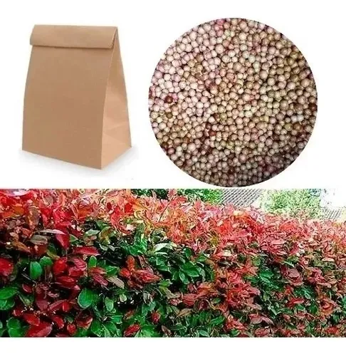 comprar 500 Semillas Eugenias Y 60 Semillas Suculenta + Obsequio 
