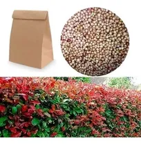 Comprar 500 Semillas Eugenias Y 60 Semillas Suculenta + Obsequio 