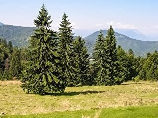 Norway Spruce Tree Seeds 50 Semillas Hermosas Semillas De Ár