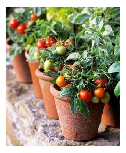 Tomate Cherry Rojo Italiano X 1000 Semillas -profesional