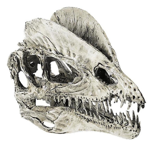 2 Piezas 1/3 Modelo De Resina Dilophosaurus Cráneo Fósil