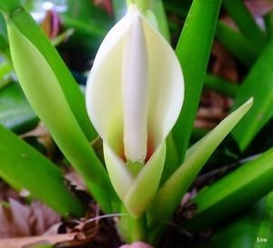 Imagem 5 de 10 de Muda De Pacová-philodendron Martianum Lindas Para Interiores