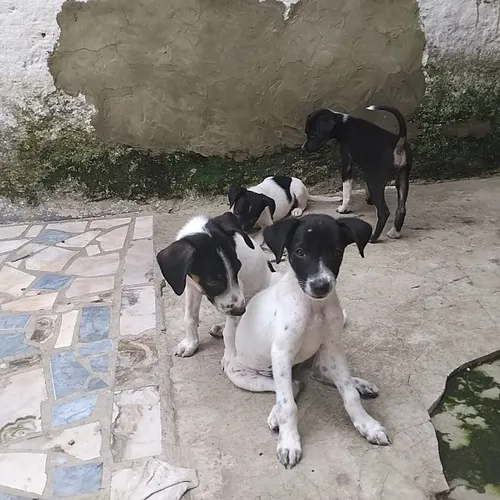 Doação De Filhotes