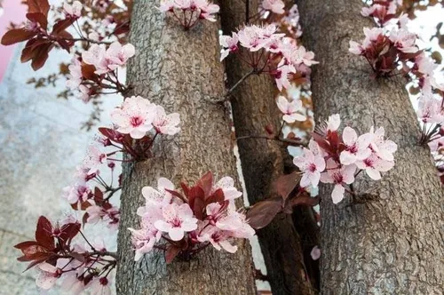 Ciruelo De Jardin, Cerezo Rojo Arbol Frutal Prunus Ceras.e10 (Usado)
