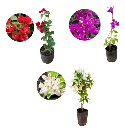 Kit Com 3 Mudas De Primavera - Vermelha + Roxa + Branca