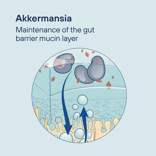 Pêndulo Probiótico Akkermansia Com 100 Mg De Afu | 1 Cápsula