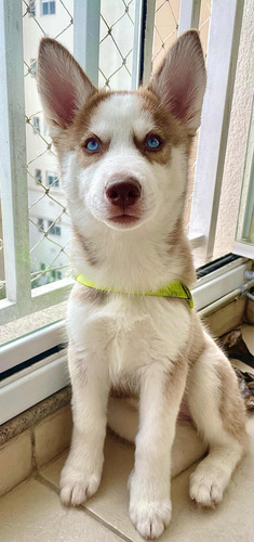 Husky Siberiano Fêmea 3 Meses