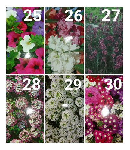Imagen 5 de 10 de Sobres De Semillas Flores Varias