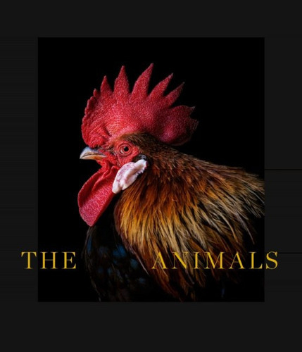 The Animals, De Estela De Castro. Editorial La Fabrica, Tapa Blanda, Edición 1 En Inglés, 2022