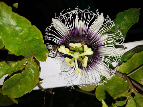 Planta De Maracuyá (50cm)- Mburucuyá (el De Fruta Amarilla)