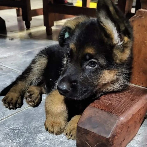 Cachorros Ovejeros Con Papeles De Poa