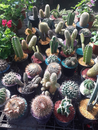 Imagen 2 de 2 de Cactus Coleccionables X1