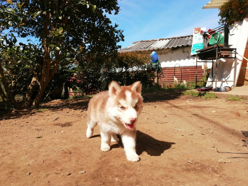 Cachorros Husky Siberiano Mascotas Rionegro Bogota