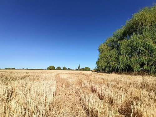 Terreno Agrícola En Venta, Campo De 60 Ha, Teno