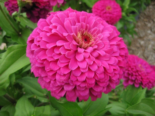 Semente De Zinnia Dobrada Califórnia Rosa