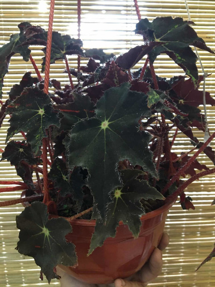 Plantas Begonias | MercadoLibre ?