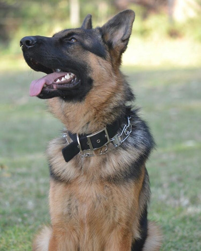 Servicio Ovejero Aleman - Busco Novia - Busco Hembra - Monta