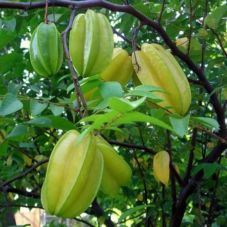 Carambolo, Arbolito Bonito Pregunte Costo De Envio