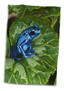 3d Rose Blue Poison Dart Frog-surinam-sa18 Aje0002-adam...