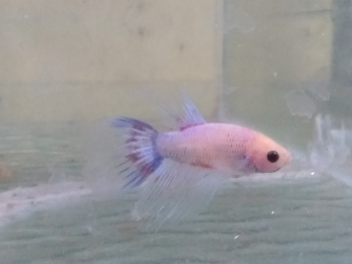 Imagen 5 de 9 de Bettas Machos Juveniles