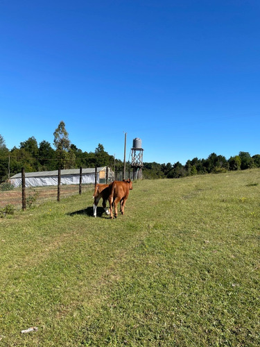 Campo