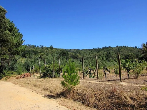 Cauquenes // Viña // Campo Productivo (169679)