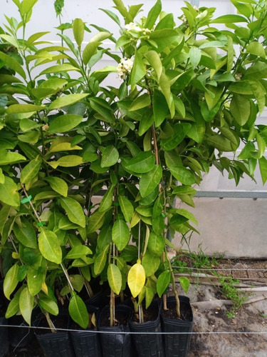 Imagen 2 de 7 de Arbol De Mandarina / Jugosa Dulce Entrga Gratis- Caba/gba
