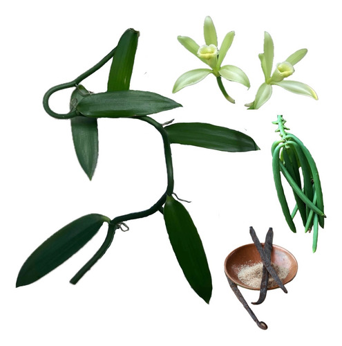 2 Mudas Da Real Orquídea Baunilha (vanilla Planifolia) +30cm