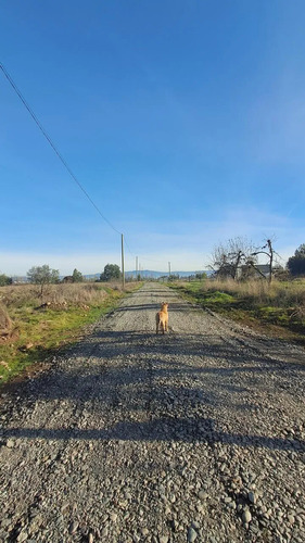Parcelas De Agrado En Venta, Molina