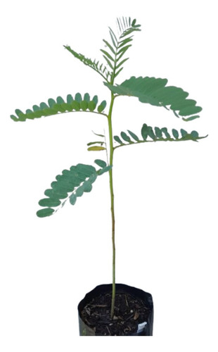 Sesbania Virgata, Arbusto Nativo Flor Amarilla (acacia Café)