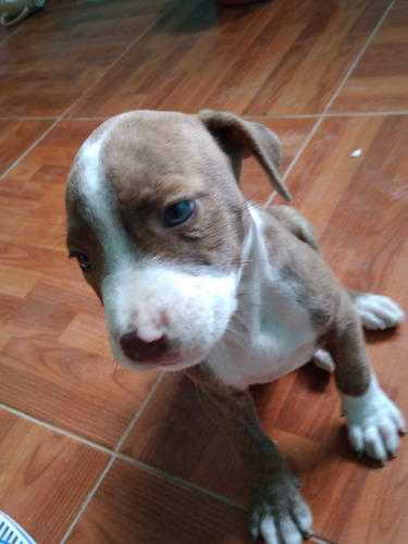 Perros Pitbull Fucion Con Bacunas Y Carnt Para Completar