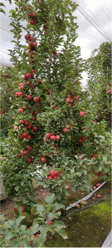 Campo Frutícola En Venta En Linares