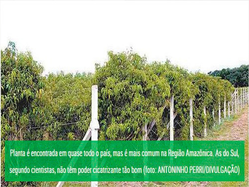 Crajiru Pariri Especiais Do Amazonas 90 Dias De Tratamento//