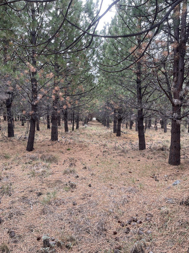 Campo En Rio Pico