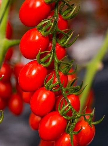 50 Semillas De Tomate Cherry Pera + Instructivo