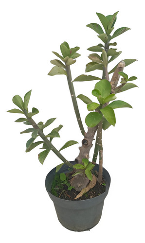 Lechero Africano Verde - Synadenium Grantii Hook De 40cm