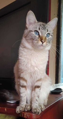 Imagen 4 de 4 de Vendo Gatitas Siameses Tabby Point Atigradas