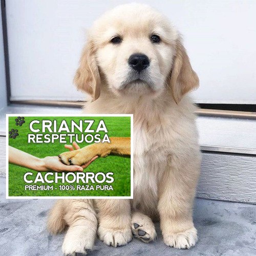 Cachorros Golden Retriever 100% Puros Con Libreta